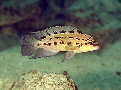 Chalinochromis sp. 'ndobhoi' Bulu Point